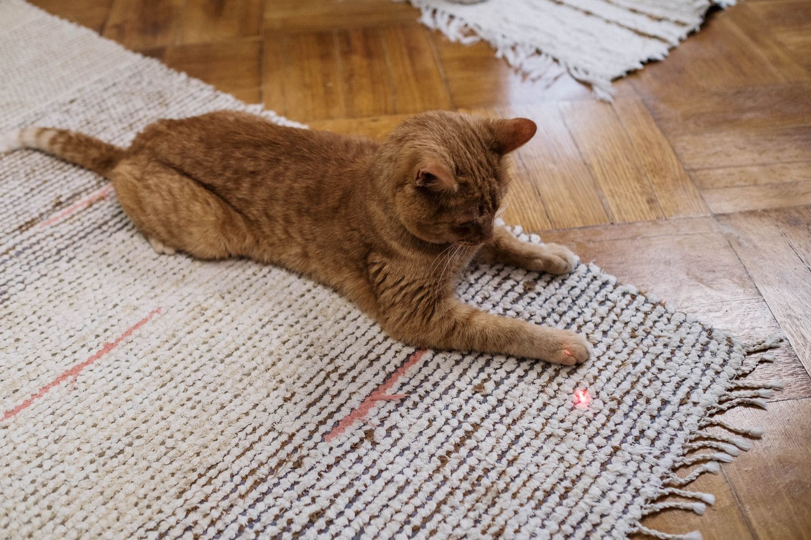 Kat speelt met een laserlampje