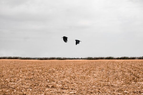 Kraaien boven een geoogste akker